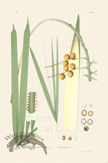 Rodrigues Palm Front 060